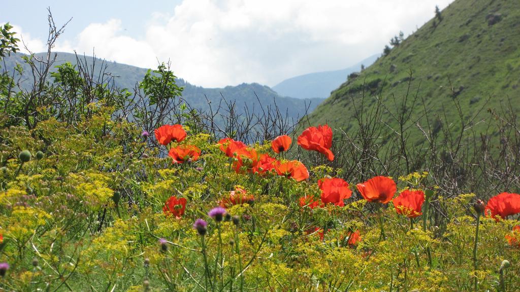 Kaçkar Pansiyon Yaylalar Exterior foto